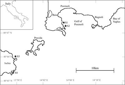 Unusually Warm Summer Temperatures Exacerbate Population and Plant Level Response of Posidonia oceanica to Anthropogenic Nutrient Stress